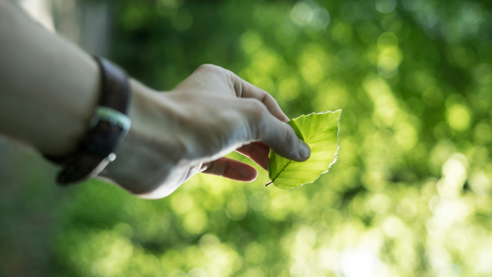 A hand holding a leaf in the sunlight.